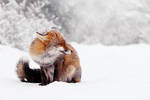 Red Fox In the Snow