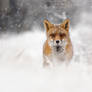 Red Fox in the Snow