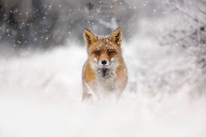 Red Fox in the Snow