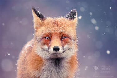 Red Fox in the Snow