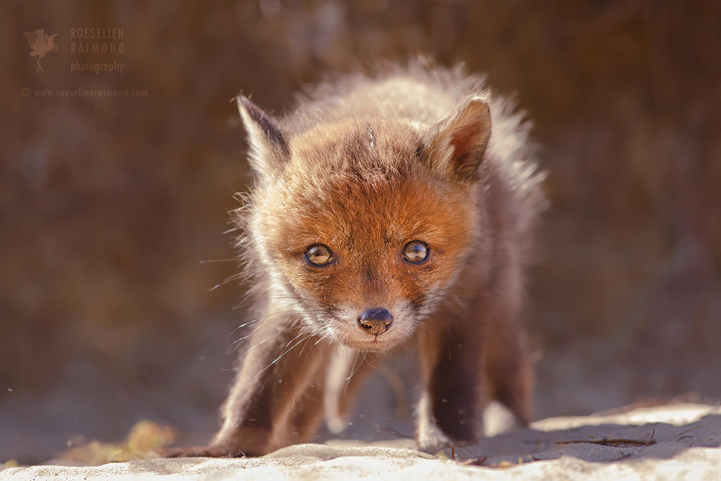 Red Fox Baby by thrumyeye on DeviantArt