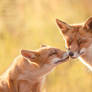 Animal Love
