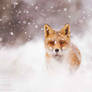 Fairytale Fox- Red Fox in the Snow