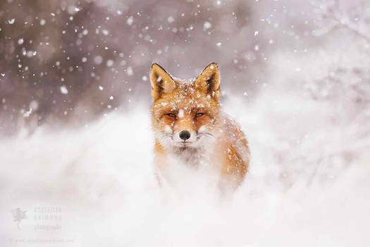 Fairytale Fox- Red Fox in the Snow