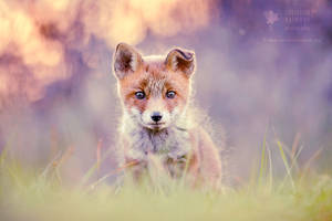 Baby Fox