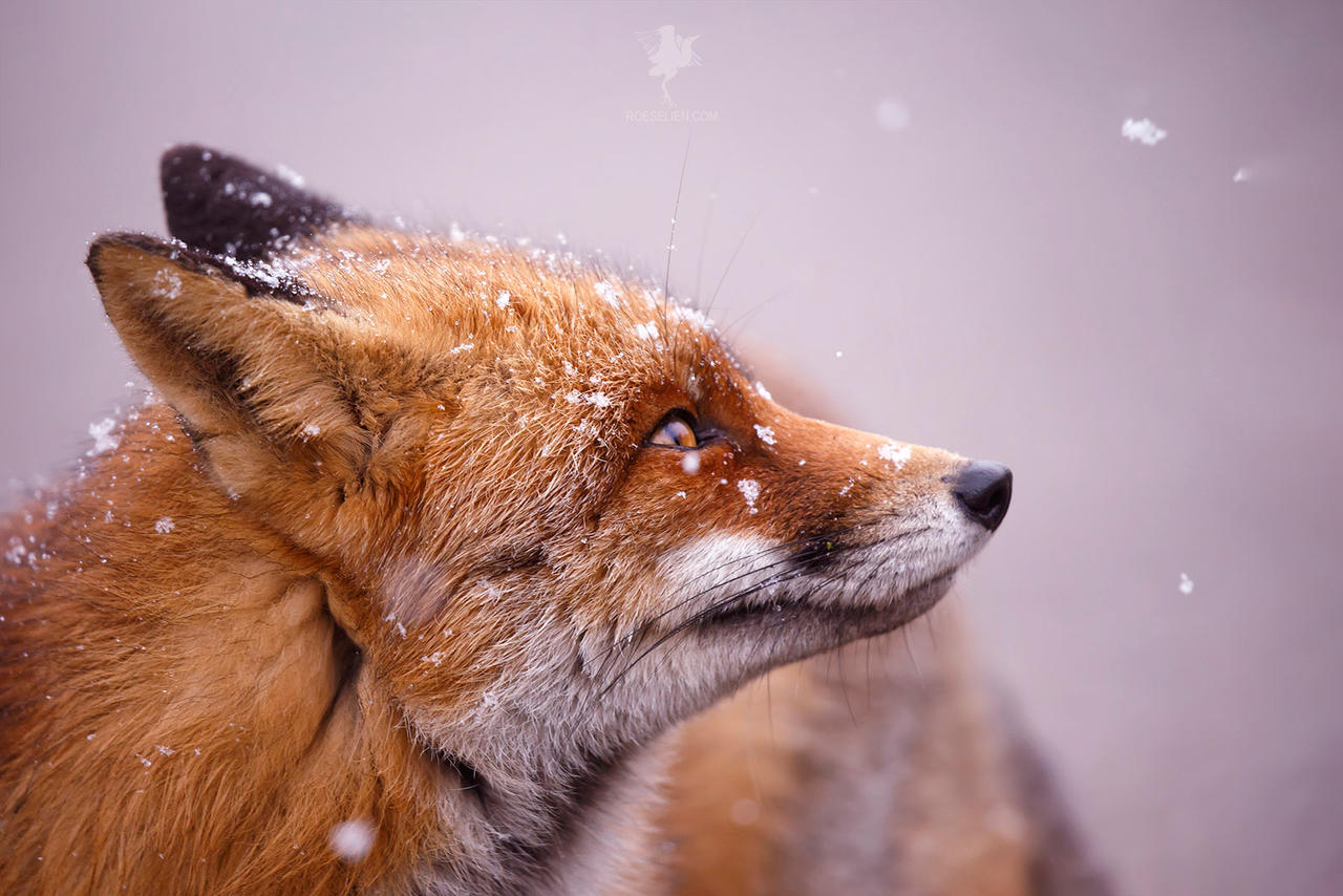 The Fox and the Snowflake by thrumyeye on DeviantArt