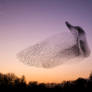Starling Murmuration