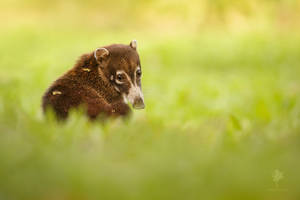 Pura Vida - Coati an the grass