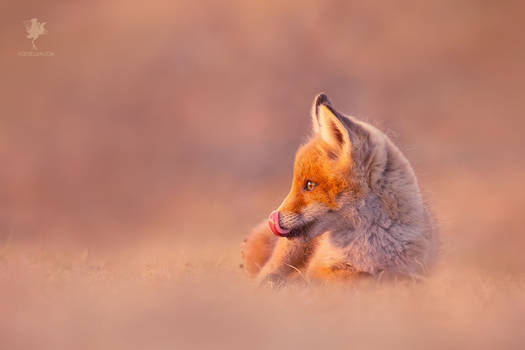 :P Cute Fox Kit