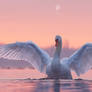 Swan Dance