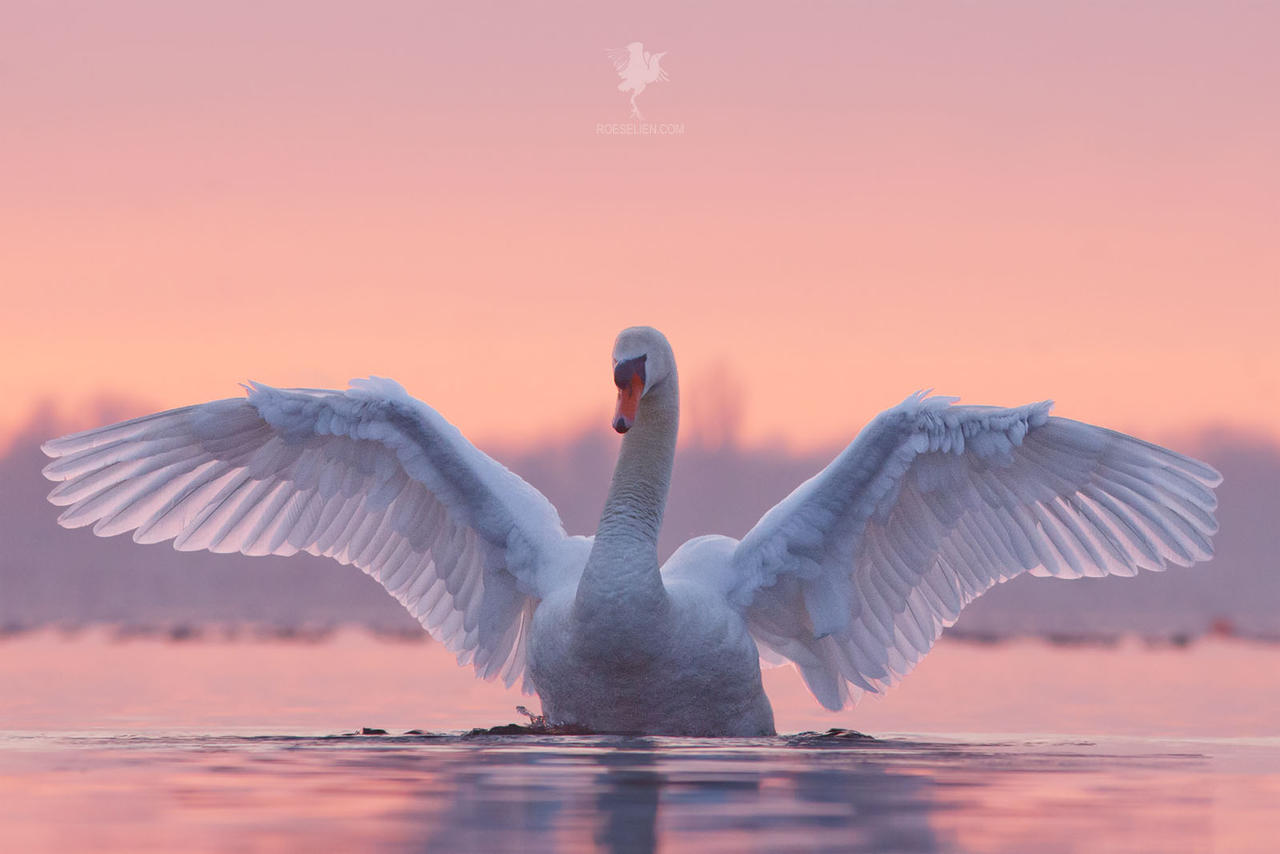 Swan Dance