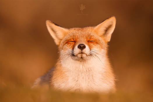 The Zen Fox