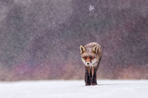 Fox in the snow