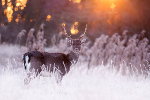 Rudolph the Red Sky Fallow Deer