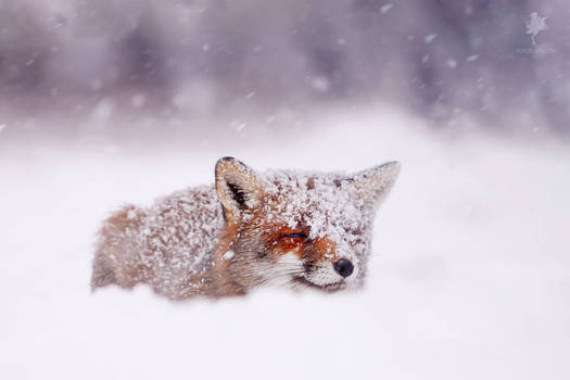 Red Fox in the Snow