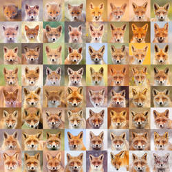 64 Foxy Faces