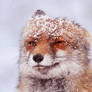 Fox in the snow - Happy 2022!