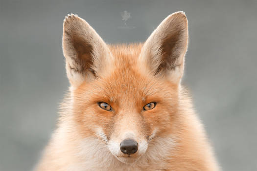 One of a Fox
