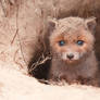 Baby Fox