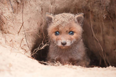 Baby Fox