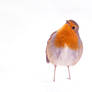 Whassssuuuuupppppp?! Little Red Robin in the Snow