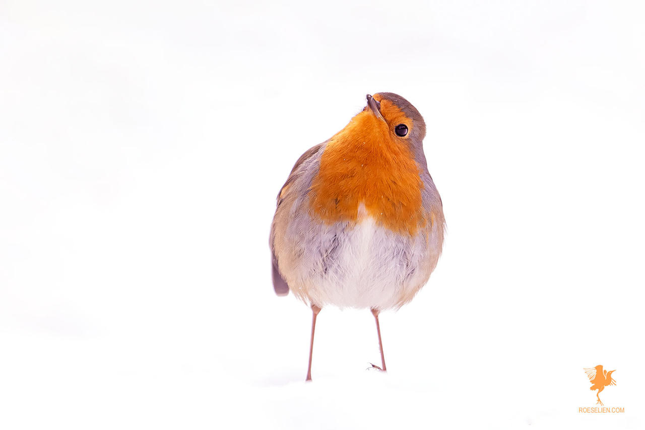 Whassssuuuuupppppp?! Little Red Robin in the Snow by thrumyeye on DeviantArt