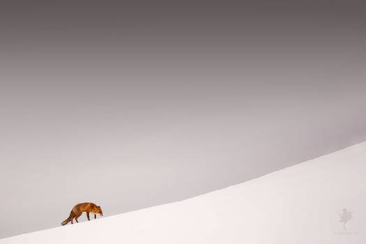 It's a Long Road - Red Fox In The Snow