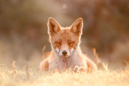 Zen Fox