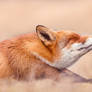 Chill Like a Fox