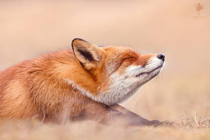 Chill Like a Fox