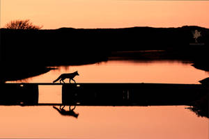 Crossing That Bridge - Red Fox Silhouette