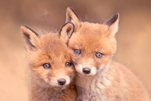 The Dynamic Duo - Cute fox babies