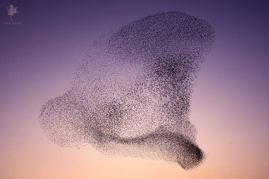 Feathered Artists - starling murmuration