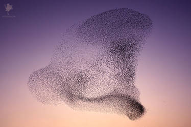 Feathered Artists - starling murmuration