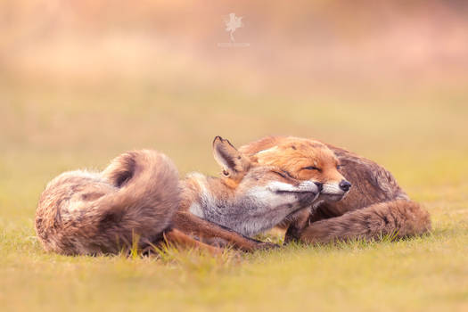 Fox Love