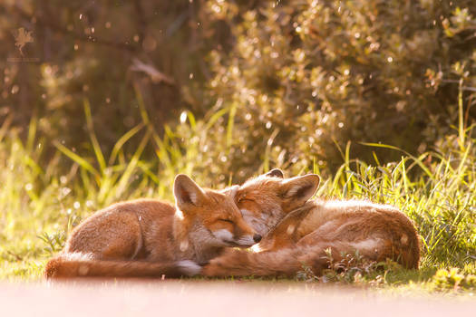 Sun Kissed - Foxy Love