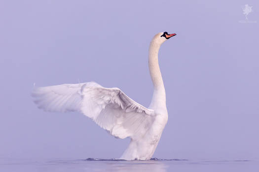 The Swan Dance
