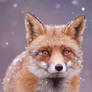 Red Fox in the Snow