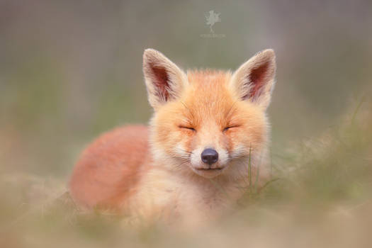 Zen Fox Baby