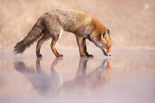 Fox on Ice