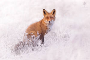 Red Fox in the Rime