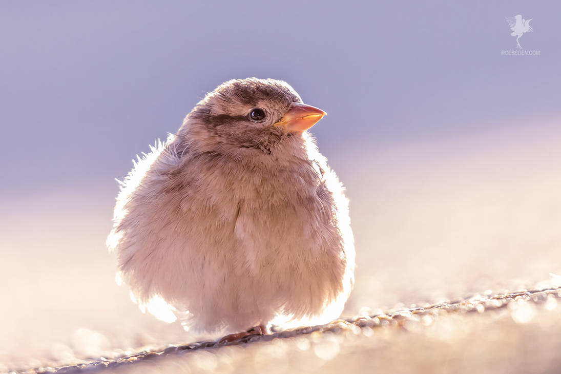 Borb by thrumyeye on DeviantArt