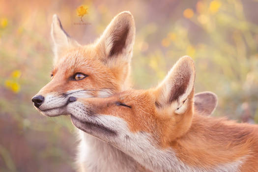 Fox Love - Happy Valentine!