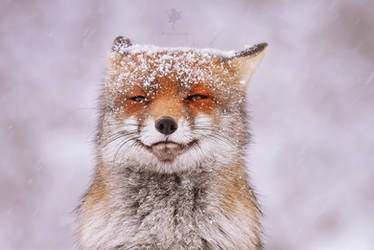 Red Fox in the Snow