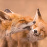 Fox Love