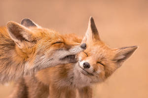 Fox Love