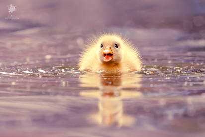 Cute Overload - Duckling