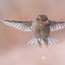 We All Have Wings....