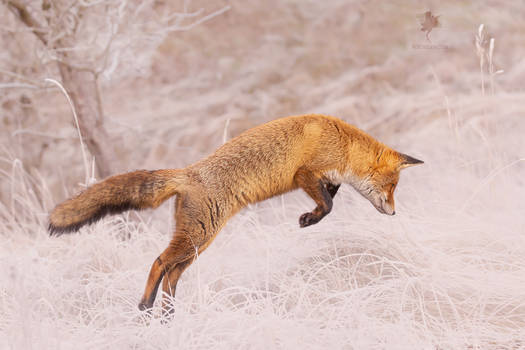 JUMP! - Jumping fox