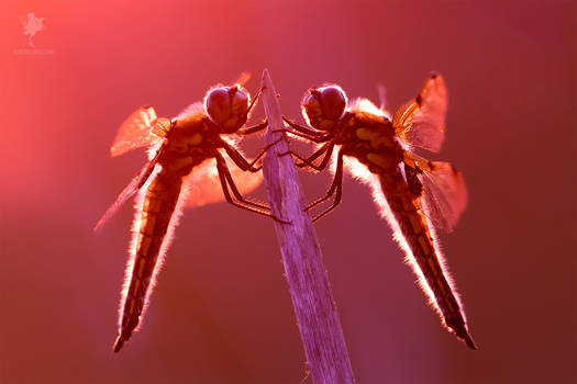 Dragonfly Love - Oneness